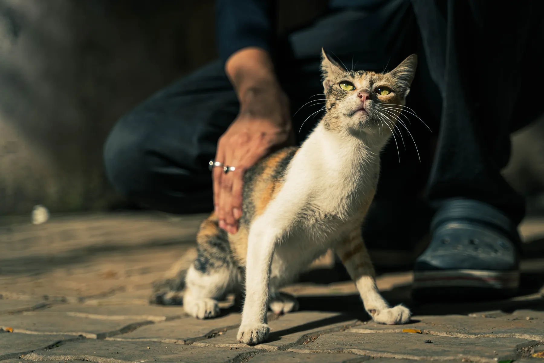 Street cat