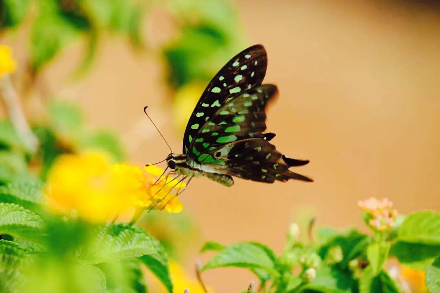 Butterfly macro