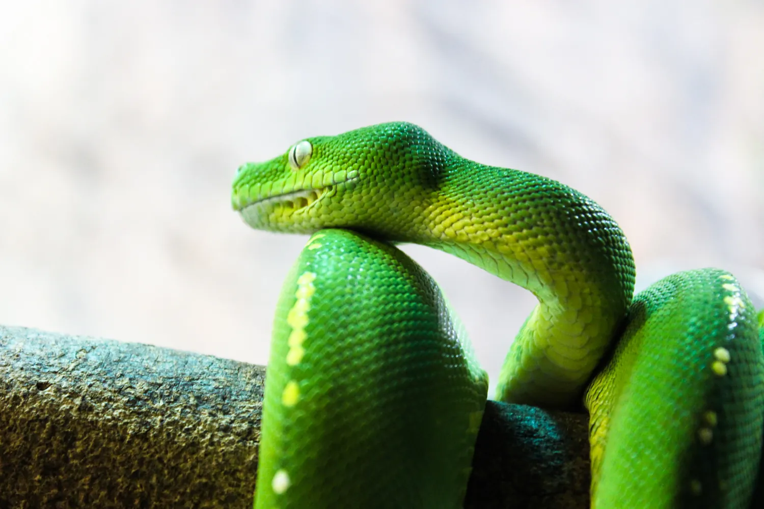 Green pit viper