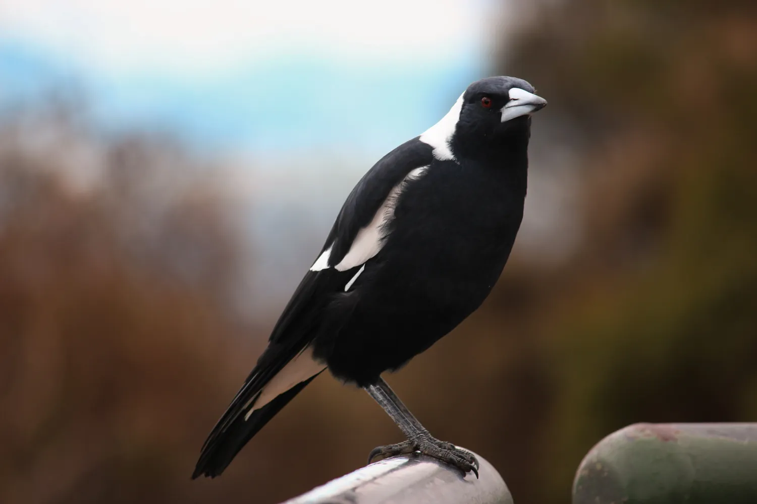 Magpie
