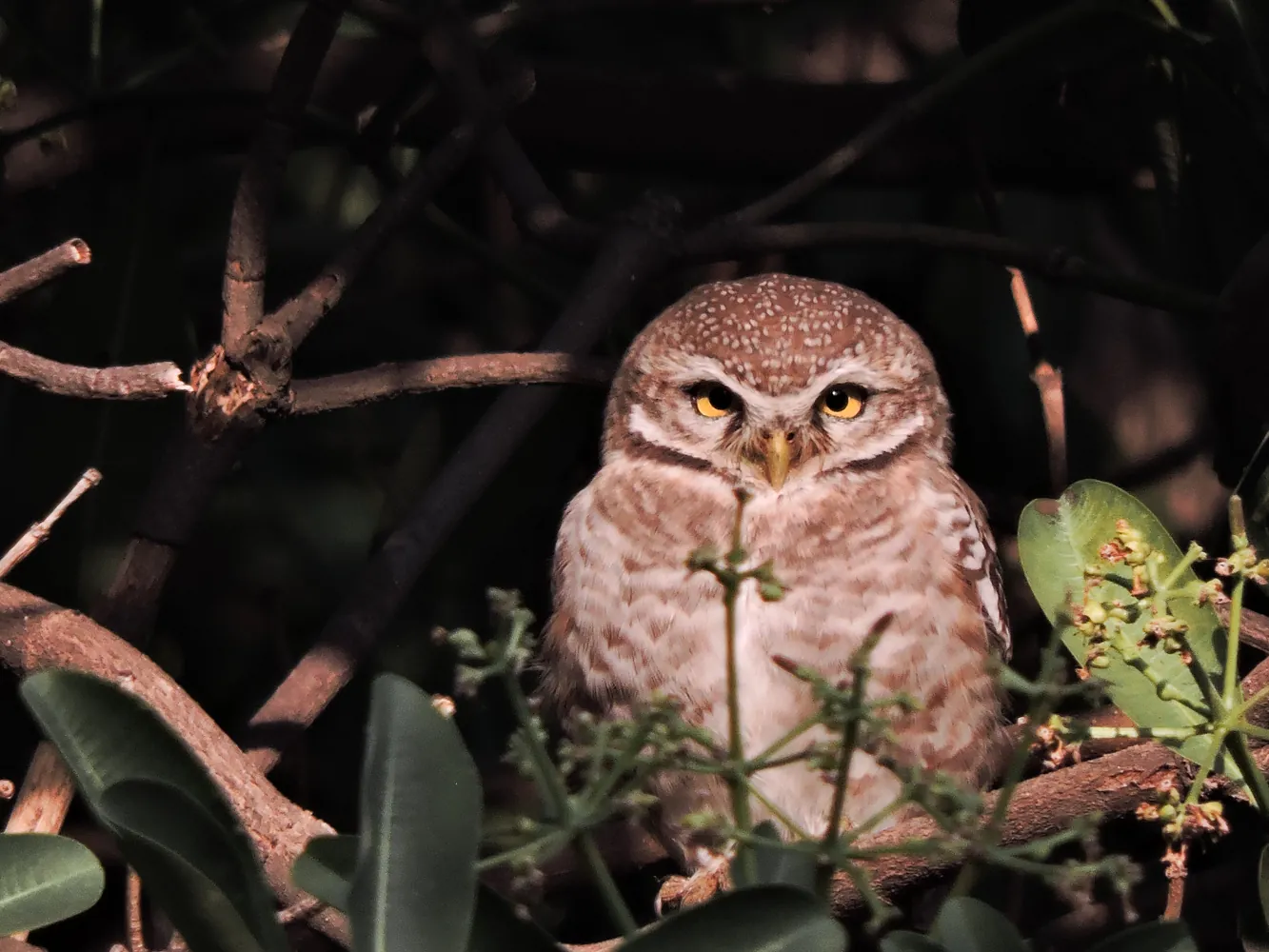 Spotted owlets