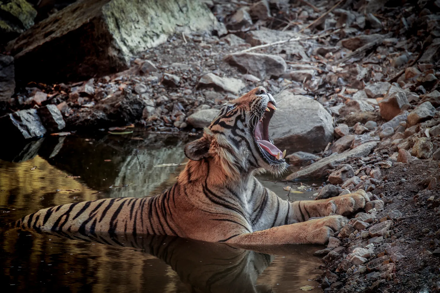 Tiger, wildlife outing